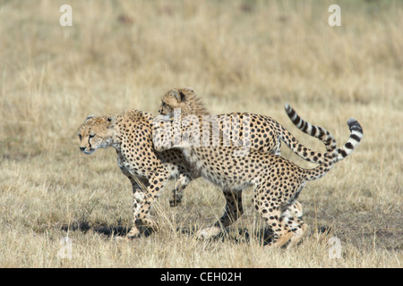 Weibliche Gepard, Acinonyx Jubatus und Cub zusammen zu spielen. Masai Mara, Kenia. Stockfoto