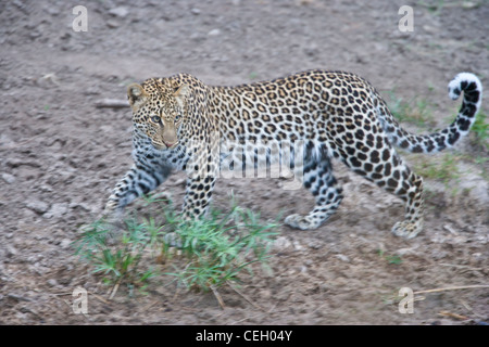Weibliche afrikanischen Leoparden, Panthera Pardus, zu Fuß entlang eines Flusses. Masai Mara, Kenia. Stockfoto