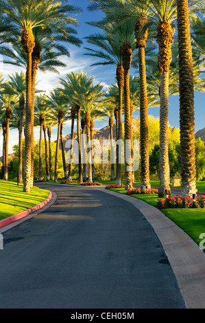 Palm, von Bäumen gesäumten Straße. Palm Desert, Kalifornien Stockfoto
