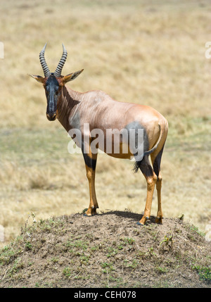 Topi, Damaliscus Lunatus, stehend auf einem Termite-Hügel. Masai Mara, Kenia. Stockfoto