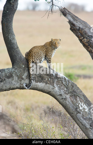 Männlichen afrikanischen Leoparden, Panthera Pardus, im Baum. Masai Mara, Kenia. Stockfoto