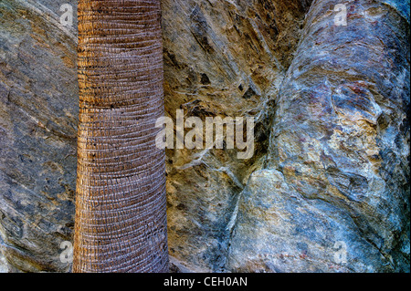 Nahaufnahme von Kalifornien Fächerpalme Baum Stamm und Felsen Wand. Murray Canyon. Indian Canyons. Palm Springs Kalifornien Stockfoto