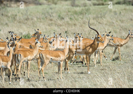 Herde von Impala, Aepyceros Melampus, eine Zuchtgruppe mit einer dominanten Männchen Weibchen, hat das Männchen nur ein Horn. Stockfoto