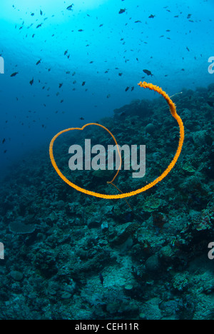 Unberührten indonesischen Korallenriff. Bunaken Marine Park, Nord-Sulawesi, Indonesien. während eines Tages mit klarem, blauem Wasser erschossen Stockfoto
