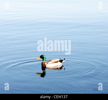 Eine Ente im Wasser Stockfoto