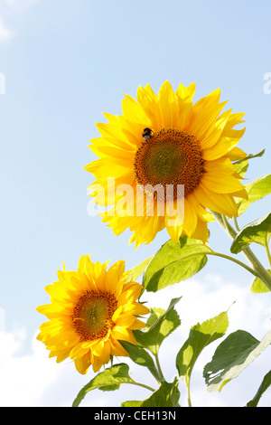 Schöne Sonnenblumen in der Hitze des Sommers Stockfoto