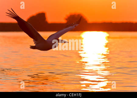 Pelikan im Flug Stockfoto