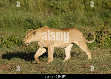 Löwin zu Fuß durch den Rasen (Panthera Leo) Stockfoto