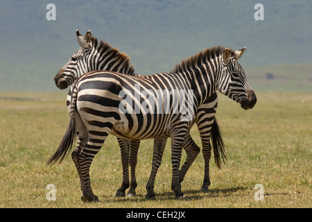 Zwei Burchell-Zebra in eine offene Ebene (Equus Quagga Burchellii) Stockfoto