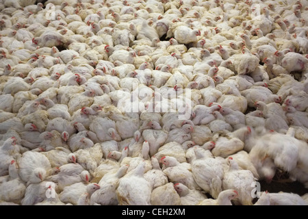 Hühner für Fleisch in eine intensive Landwirtschaft-Umwelt Stockfoto