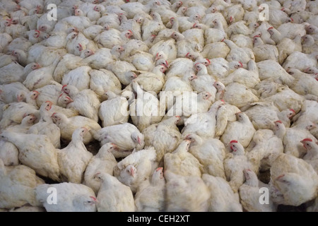 Hühner für Fleisch in eine intensive Landwirtschaft-Umwelt Stockfoto