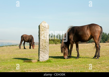 Dartmoor Ponys Weiden neben PCWW Marker Stein auf Dartmoor, Devon UK Stockfoto