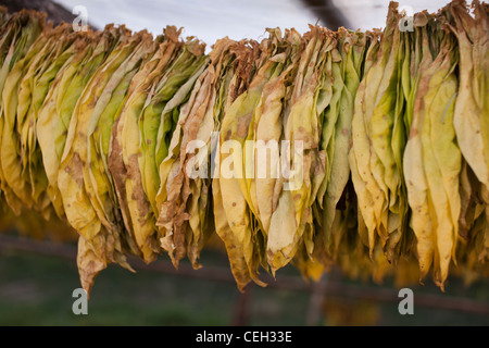 trockene Luft halb geheilt Tabakblätter {NICOTIANA sp.) Stockfoto