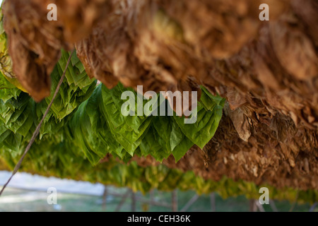 Tabakanbau. (Nicotiana SP.) Tabakblätter trocknen im Schatten. Stockfoto