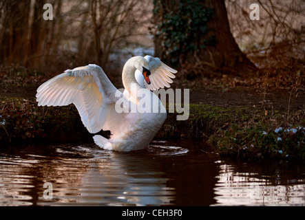 Winter Fluss Swan mute cob Schwan seine Flügel Kennzeichnung Gebiet am Ende des Gartens auf verschneiten Winter River Wey bei Sonnenuntergang Surrey England Großbritannien Verbreitung Stockfoto