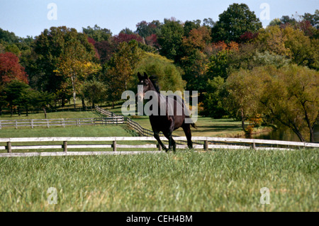 Pferd Rennen in ihre Richtung im Herbst Fahrerlager, in Missouri Stockfoto