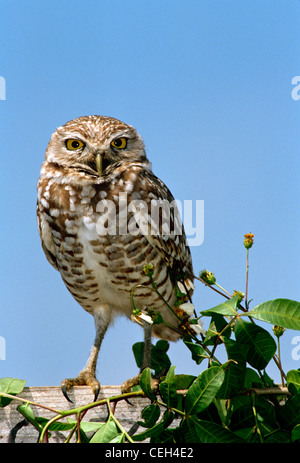 Kanincheneule (Athene Cunicularia) steht auf Holzzaun Blick direkt auf den Betrachter Stockfoto