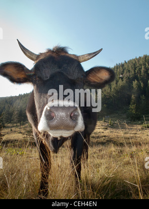 Freilandhaltung Kuh, Schweizer Alpen, Schweiz Stockfoto