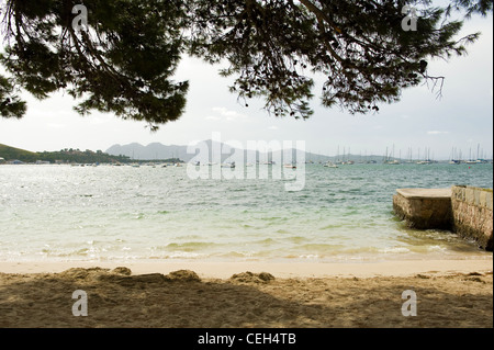 Pine Walk, Puerto Pollensa, Mallorca Stockfoto