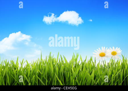 Weiße Gänseblümchen im Rasen gegen blauen Himmel Stockfoto