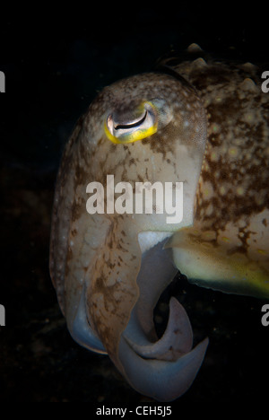 Auge mit dem schönen gelben Kreis ist ein Broadclub Tintenfisch Gesicht schoss aus der Seite betont. Manado Tua, Indonesien Stockfoto