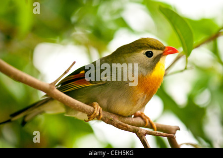 Pekin Robin Stockfoto