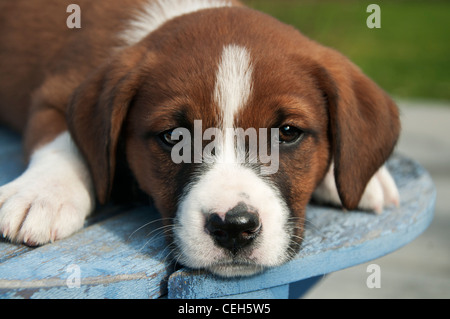 Müde niedlichen braunen und weißen Welpen Verlegung auf eine alte blaue Tabelle Stockfoto