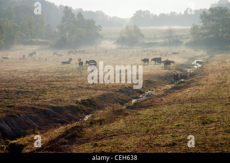 Vieh in einem Feld in der Nähe einer Schlucht bei Sonnenaufgang im Nebel Stockfoto