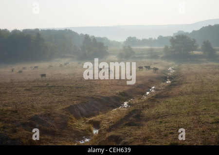 Vieh in einem Feld in der Nähe einer Schlucht bei Sonnenaufgang im Nebel Stockfoto