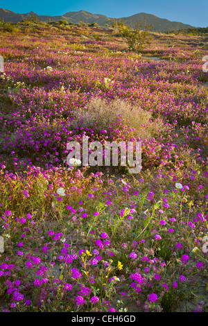 Sand Eisenkraut und weiße Düne Nachtkerze Blüte im Frühjahr auf Sanddünen in der Anza-Borrego Desert State Park in Kalifornien Stockfoto