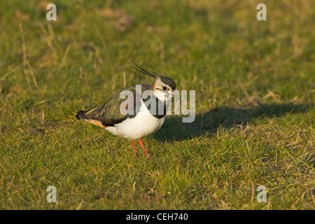 Kiebitz Vanellus Vanellus Würmer Portrait Fütterung am Ufer auf der Suche nach der Erde Stockfoto