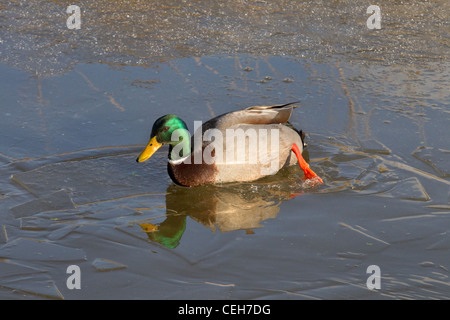 Anus platyrhynchos Stockente Erpel Wandern auf gefrorenen Teich Stockfoto