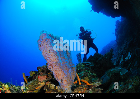 Karibische Korallenriff mit bunten Schwämmen und Taucher, Cienfuegos, Punta Gavilanes, Kuba, Karibik Stockfoto