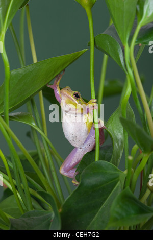 American Green Laubfrosch Hyla cinerea Stockfoto