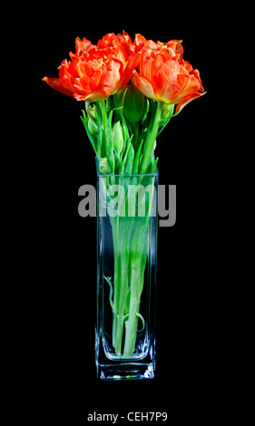 Roter Papagei-Tulpen in Vase Stockfoto