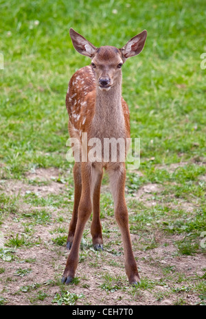 Rothirsch (Cervus Elaphus) Fawn Stockfoto