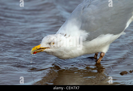 Silbermöwe Larus Argentatus trinken Porträt Stockfoto