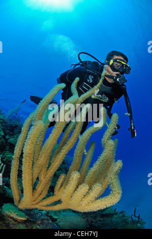Poröse Meer Rod und Scuba Diver, Cienfuegos, Punta Gavilanes, Kuba, Caribbean Stockfoto