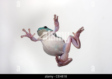 Weißen Laubfrosch Litoria Caerulea Unterseite Stockfoto