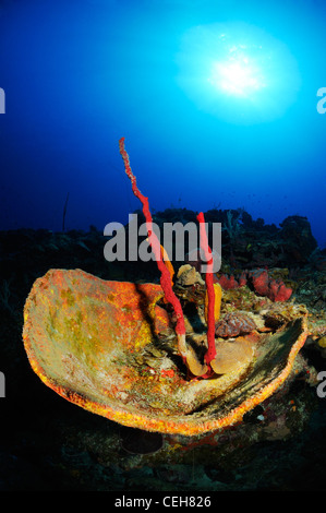 Karibische Korallenriff mit bunten Schwämmen, Trinidad, reduzierten de Maria Agiula, Kuba, Caribbean Stockfoto