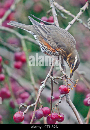 Rotdrossel (Turdus Iliacus) Essen Beeren in Malus Red Sentinel Tree, UK Stockfoto