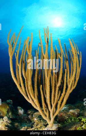 Poröse Meer Stab an karibische Korallenriff, Isla De La Juventud, Treasure Island, Kuba, Caribbean Stockfoto