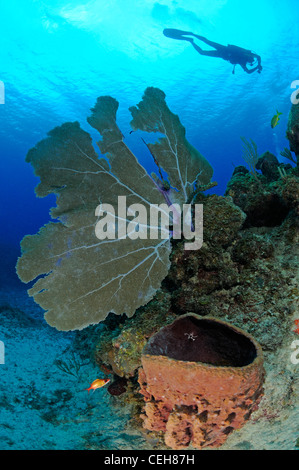 Karibische Korallenriff mit gemeinsamen Gorgonien, Fass-Schwamm und Scuba Diver, Isla De La Juventud, Kuba, Karibik Stockfoto