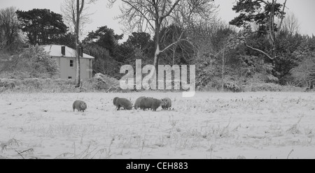 Schafe auf Schnee überdachten Bereich Stockfoto