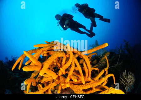 Taucher mit gelben Seil Schwamm, Maria La Gorda, Almirante, Kuba, Caribbean Stockfoto