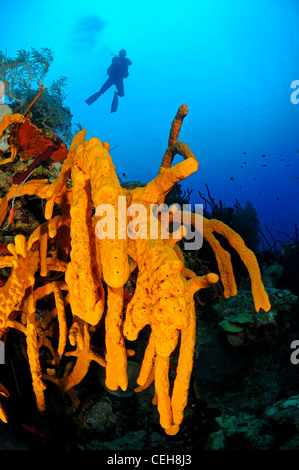 Taucher mit gelben Seil Schwamm, Maria La Gorda, Almirante, Kuba, Caribbean Stockfoto