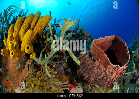 Karibische Korallenriff mit gelben Röhre Schwamm und riesigen Karibik-Fass-Schwamm und Scuba Diver, Maria La Gorda, Almirante, Kuba Stockfoto