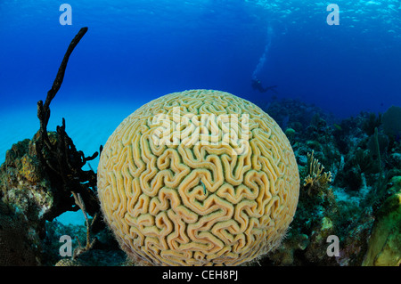 symmetrische Hirnkoralle und Scuba Diver, Maria La Gorda, Aquario, Kuba, Karibik Stockfoto