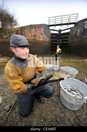 British Waterways Ökologen abtropfen lassen die Seite Teiche von Caen Hill Lock Flug in der Nähe von Devizes, Wiltshire, überfüllten Fisch St zu entfernen Stockfoto