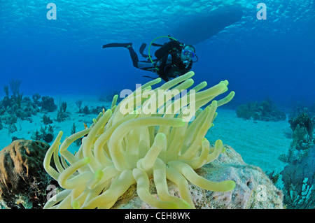 riesige Anemone und Scuba Diver, Maria La Gorda, Aquario, Kuba, Karibik Stockfoto